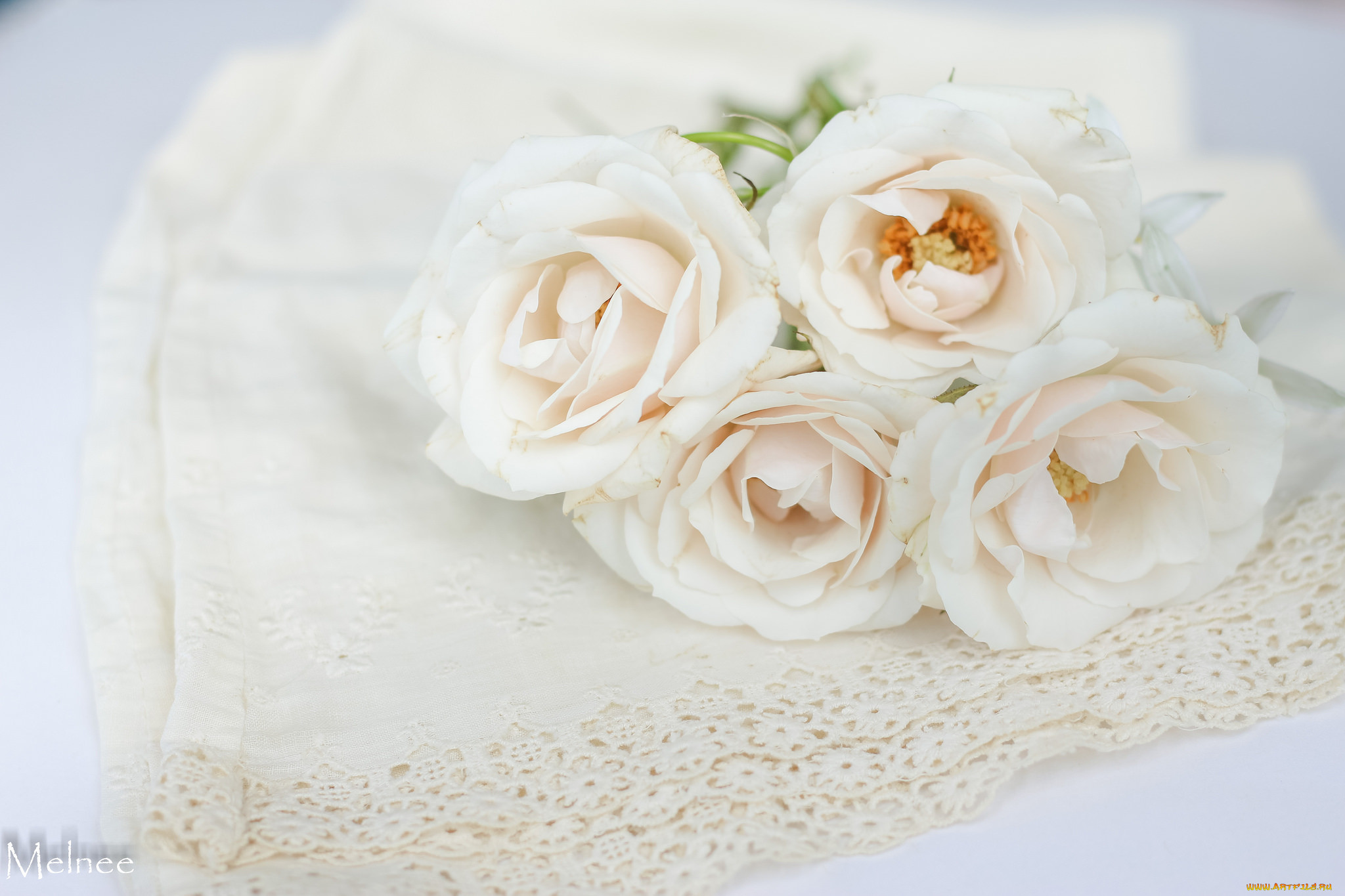 , , blossoms, leaves, petals, bud, rose, , , , , 